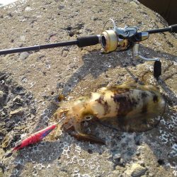 越前海岸でエギング